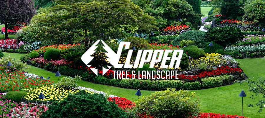 Clipper Tree, Inc.